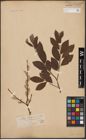 Foto von Salix aurita L. x Salix caprea L.